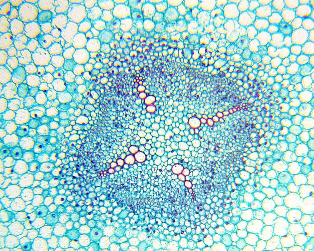 Deltaoptical Mikroskopas Biolight 100 Baltas