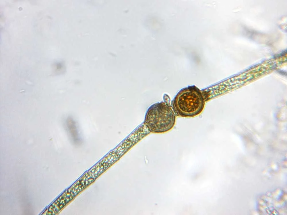 Deltaoptical Mikroskopas Biolight 100 Baltas