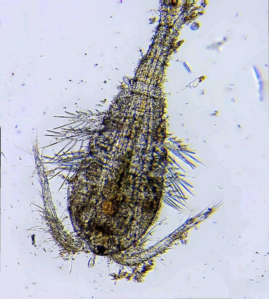 Deltaoptinis mikroskopas Biolight 300