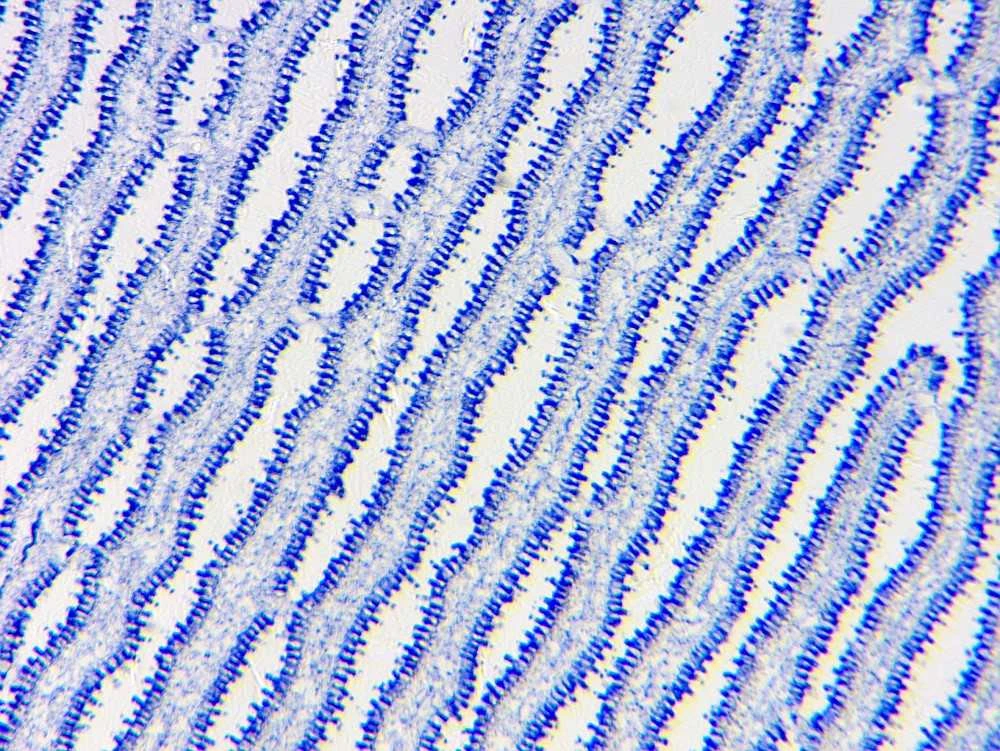Deltaoptinis mikroskopas Biolight 300