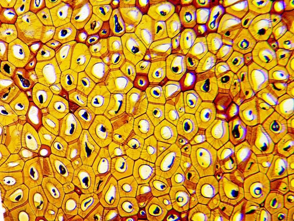 Deltaoptinis mikroskopas Biolight 300