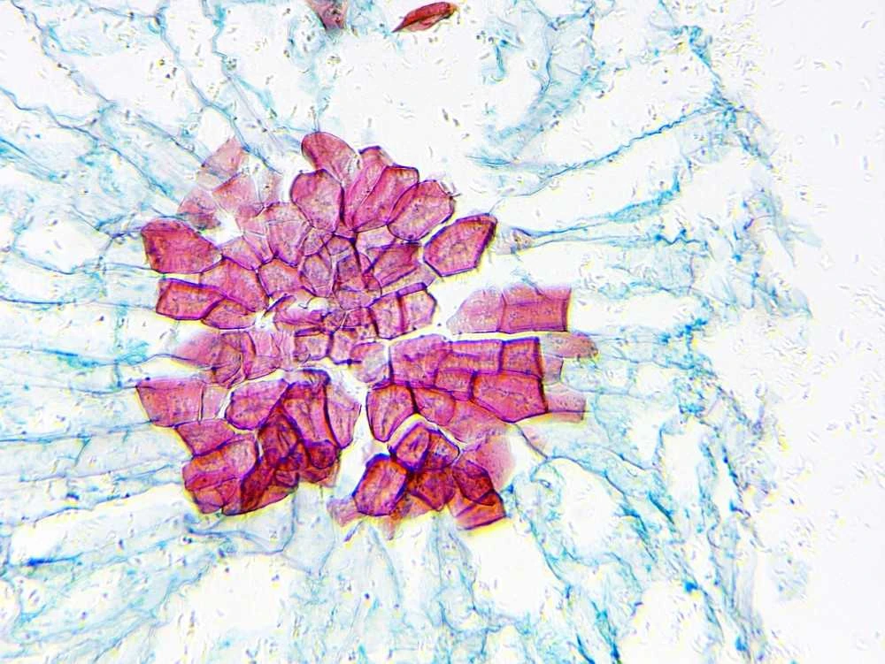 Deltaoptinis mikroskopas Biolight 300