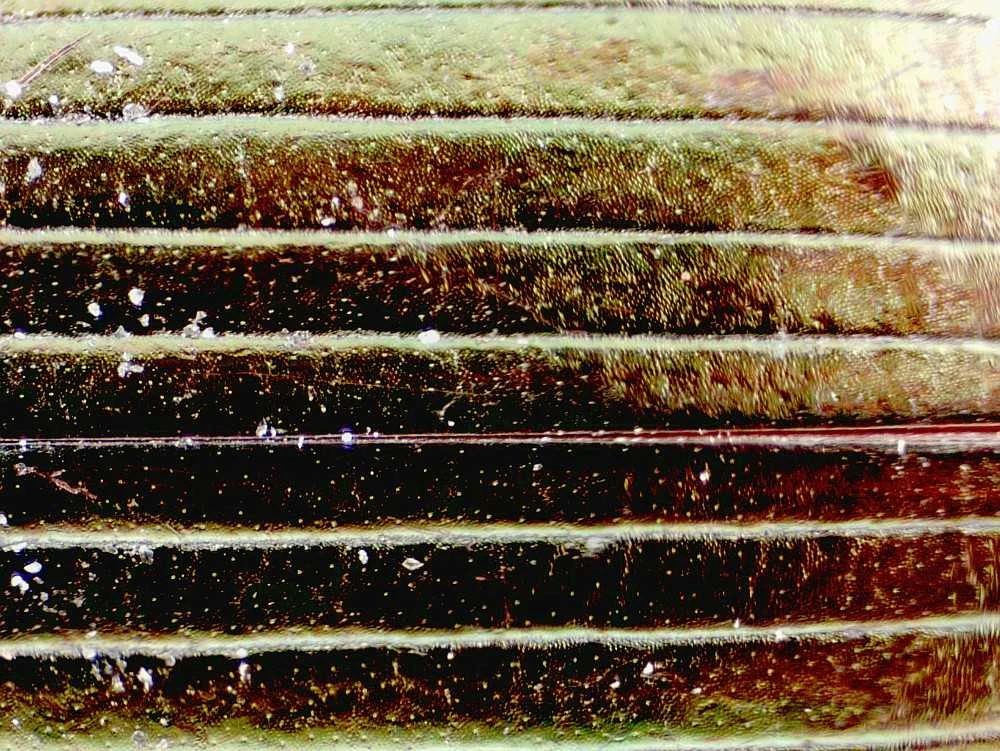 Deltaoptinis mikroskopas Biolight 300