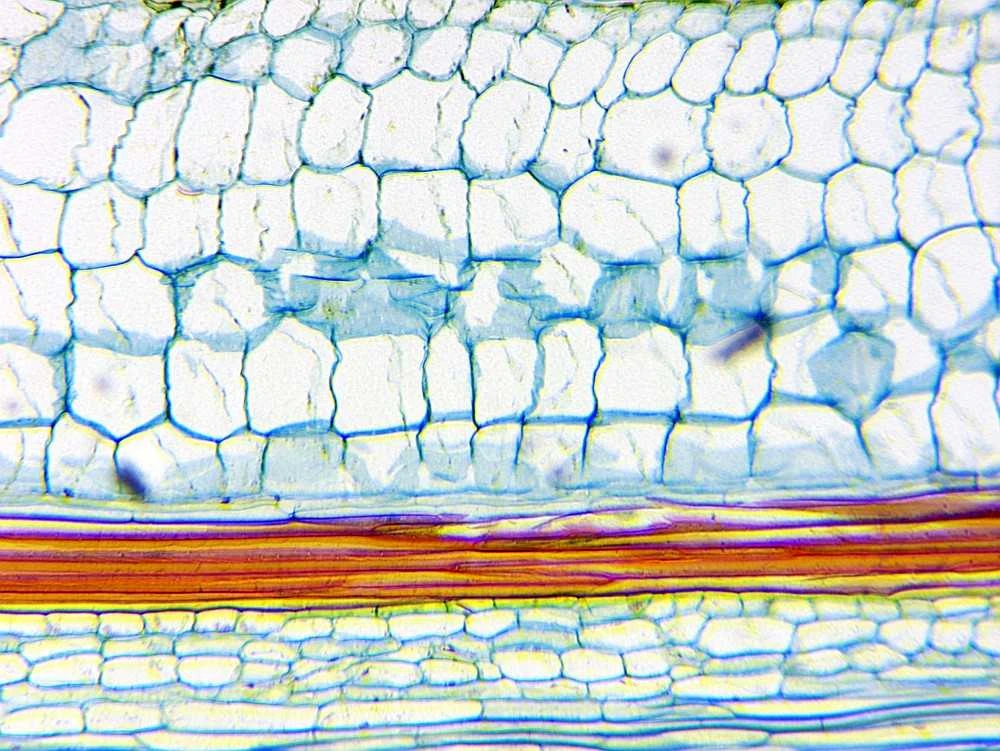 Deltaoptinis mikroskopas Biolight 300