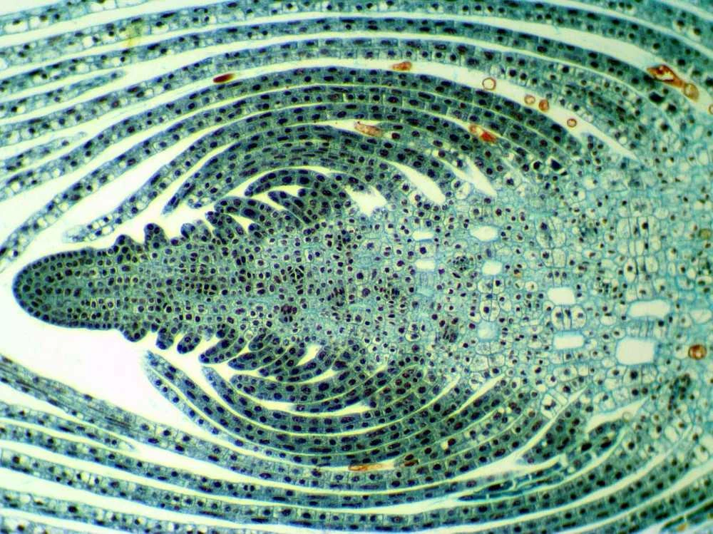 Deltaoptical Mikroskopas Biostage II