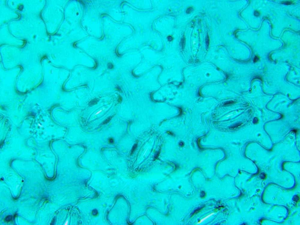 Deltaoptical Mikroskopas Biostage II