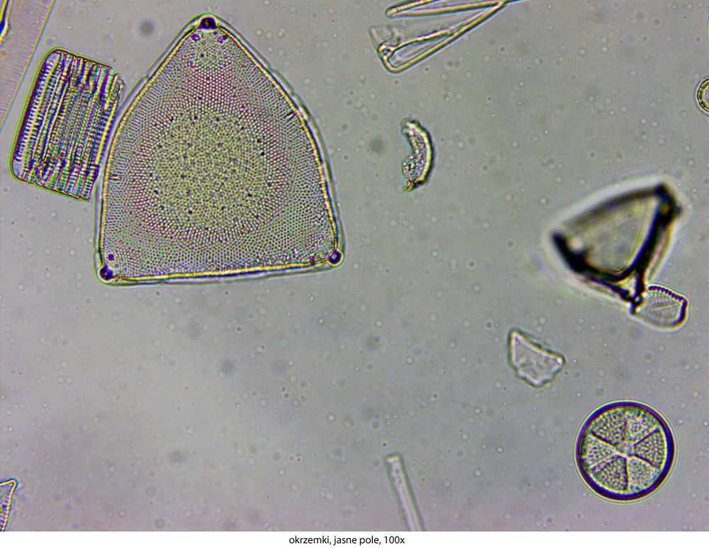 Deltaoptical Mikroskopas Genetic Pro T