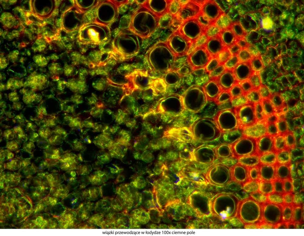 Deltaoptical Mikroskopas Genetic Pro T