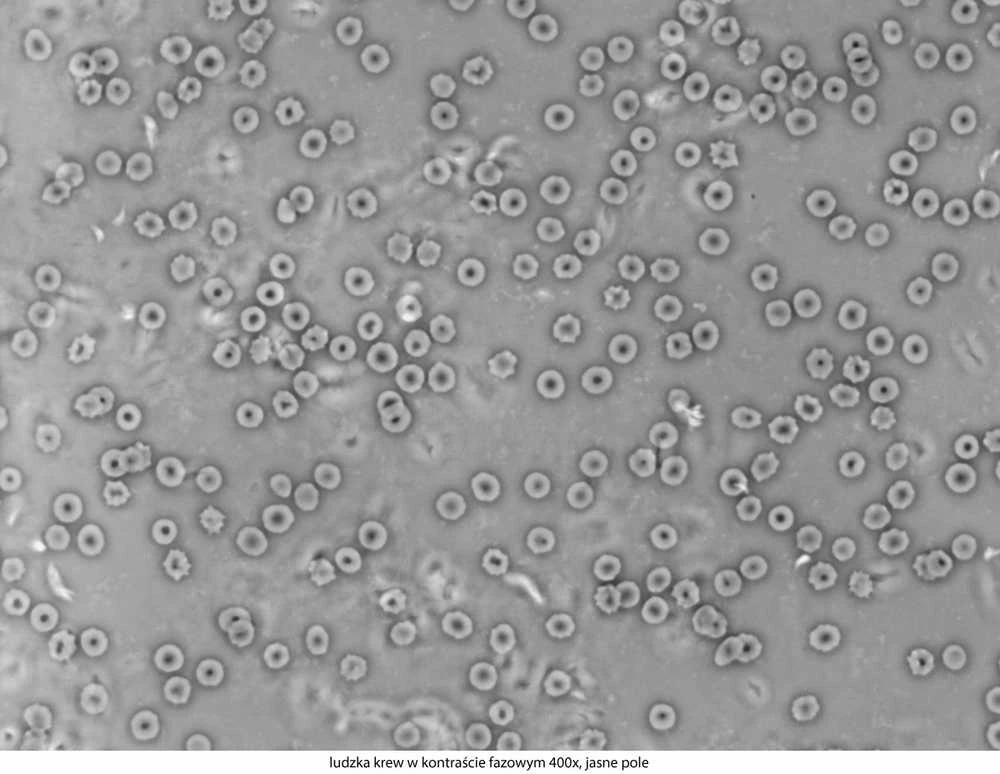 Deltaoptical Mikroskopas Genetic Pro T
