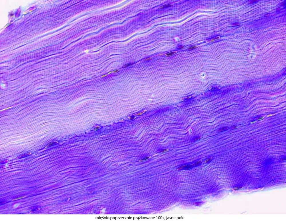 Deltaoptical Mikroskopas Genetic Pro T su akumuliatoriais