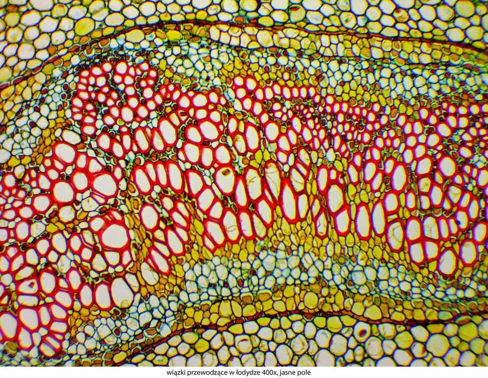 Deltaoptical Mikroskopas Genetic Pro T su akumuliatoriais