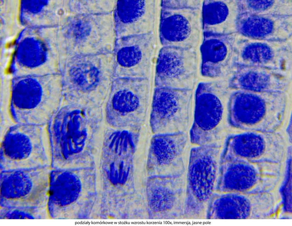 Deltaoptical Mikroskopas Delta Optical Genetic Pro su 3MP kamera