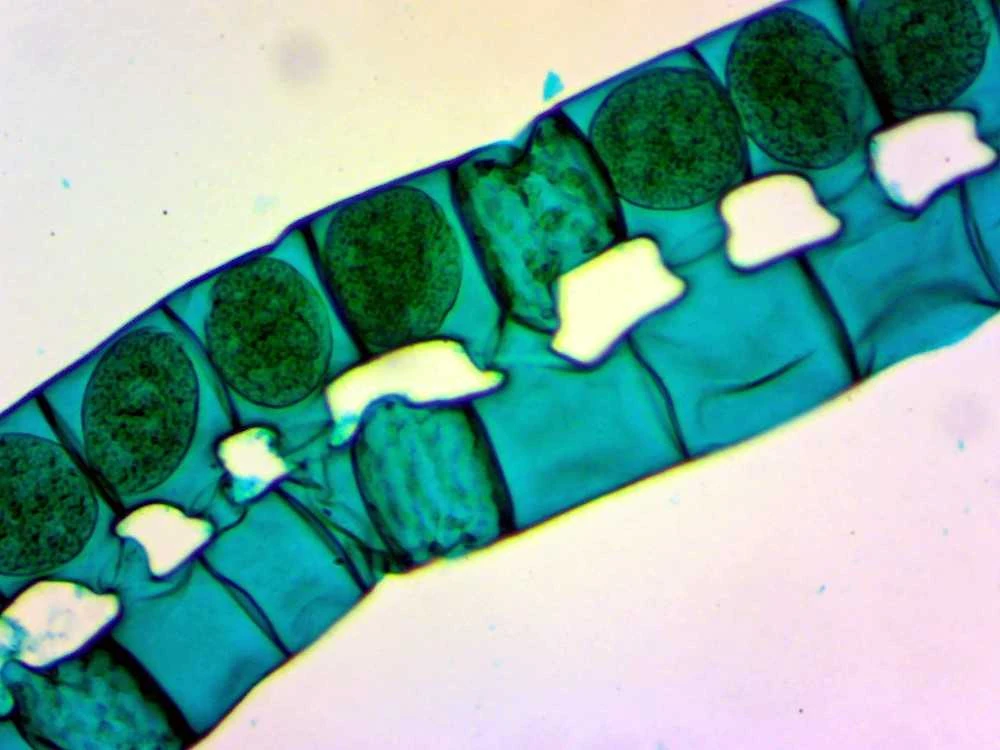 Deltaoptical Mikroskopo okuliaras-kamera 2 Mpix