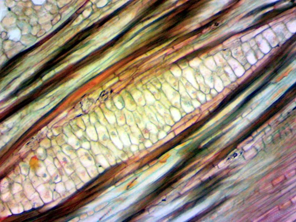 Deltaoptical Mikroskopo okuliaras-kamera 2 Mpix