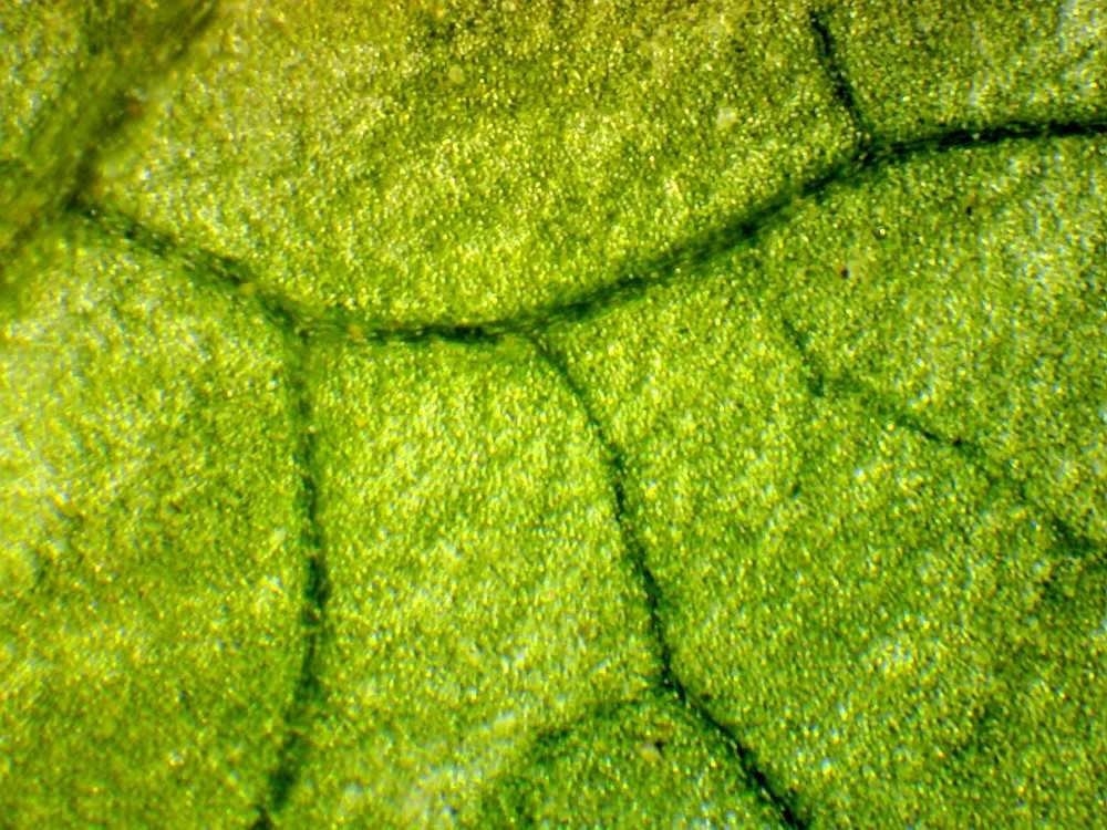 Deltaoptical Mikroskopo okuliaras-kamera 2 Mpix