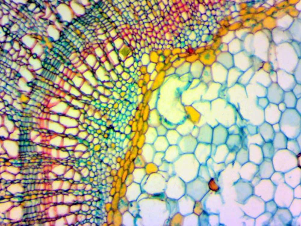Deltaoptical Mikroskopo okuliaras-kamera 2 Mpix