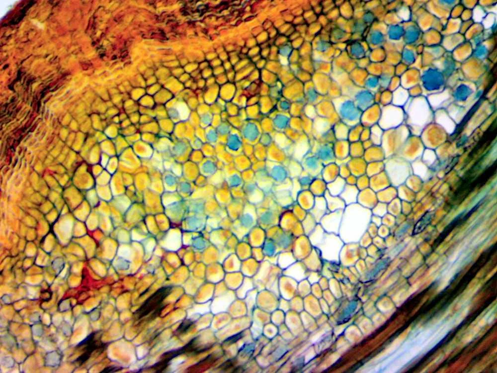 Deltaoptical Mikroskopo okuliaras-kamera 2 Mpix