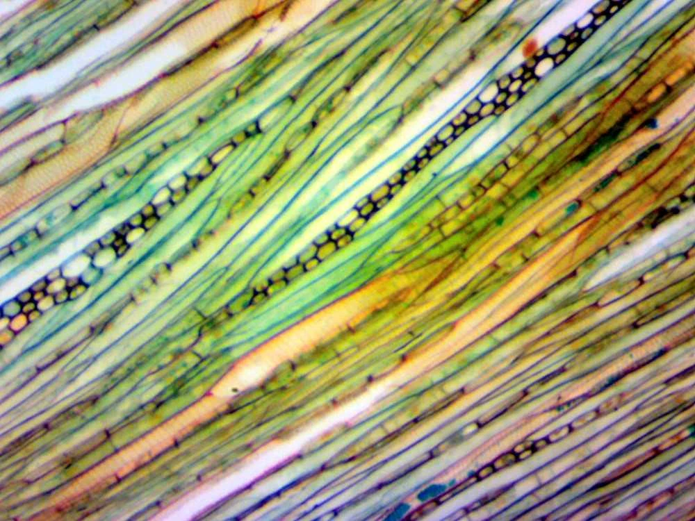 Deltaoptical Mikroskopo okuliaras-kamera 2 Mpix