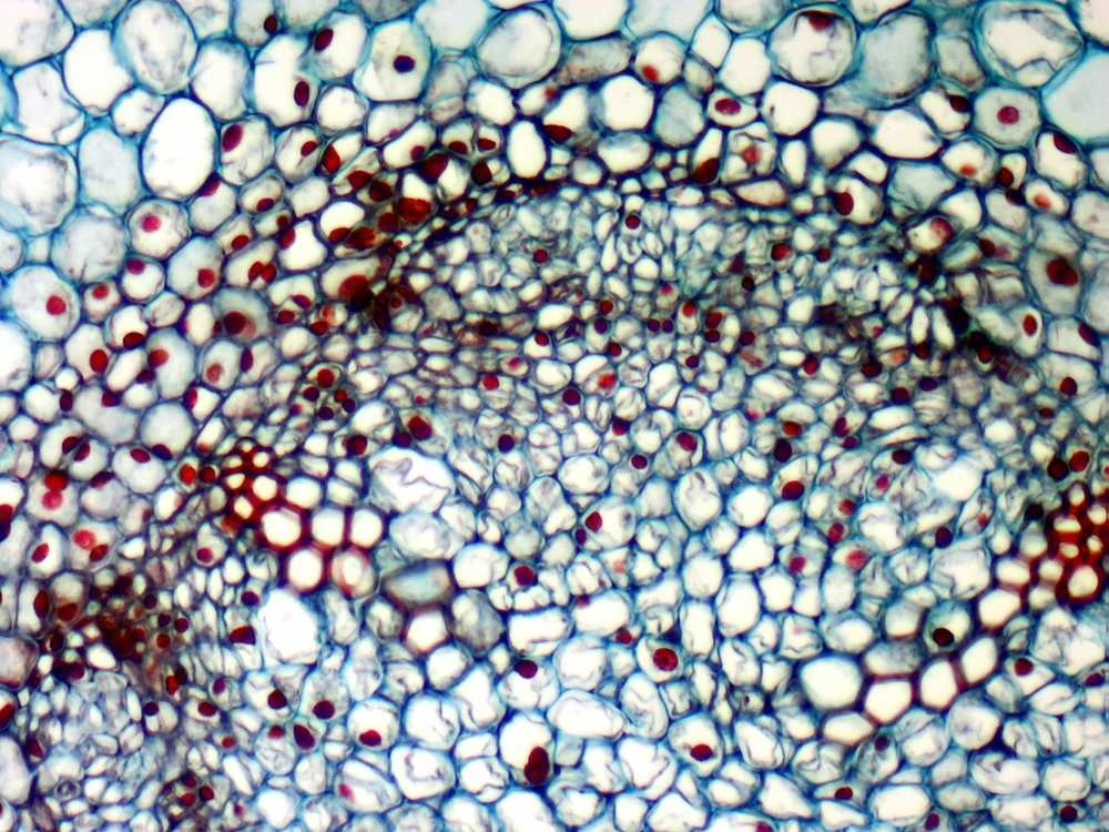 Deltaoptical Mikroskopo okuliaras-kamera 5 Mpix