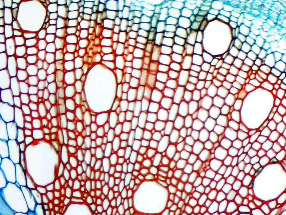 Deltaoptical Mikroskopo okuliaras-kamera 5 Mpix