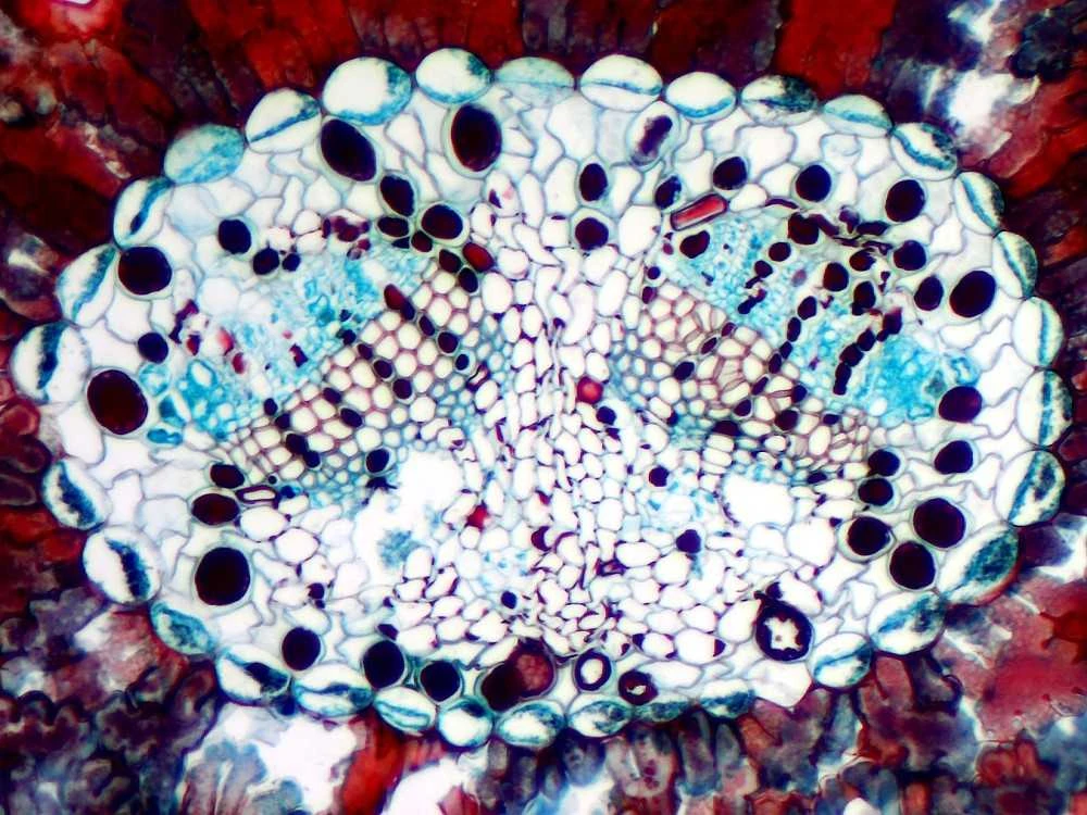 Deltaoptical Mikroskopo okuliaras-kamera 5 Mpix