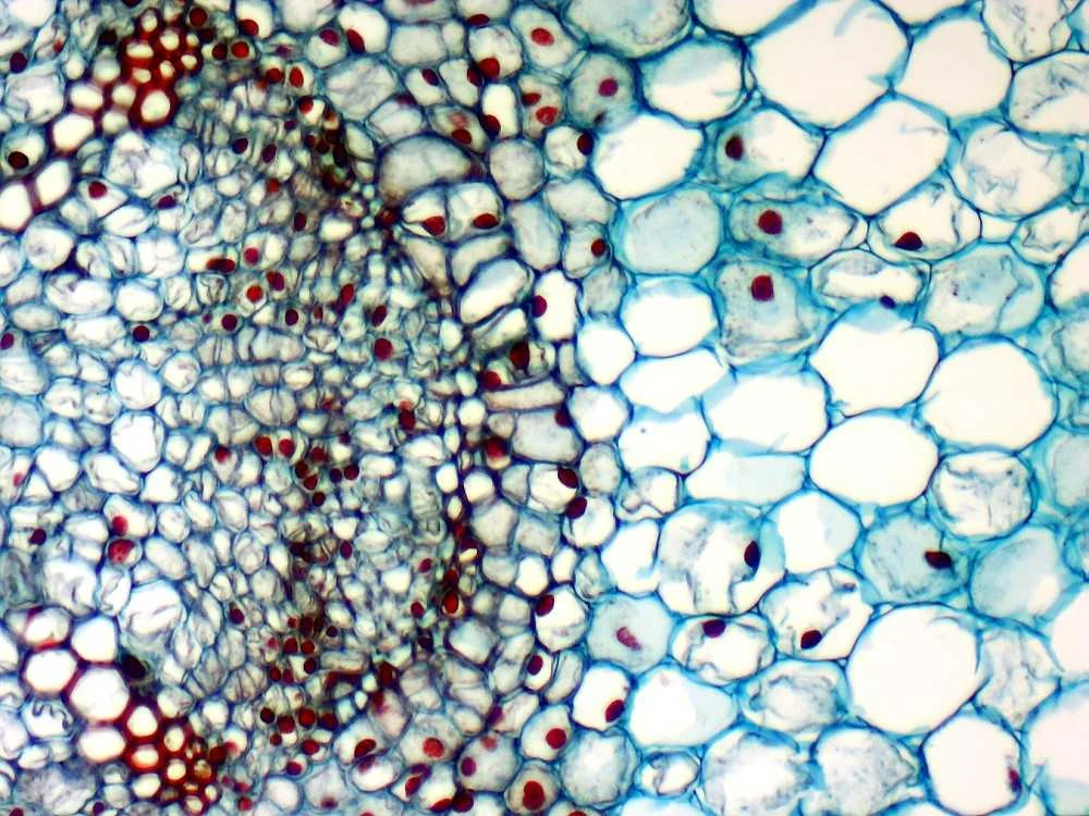 Deltaoptical Mikroskopo okuliaras-kamera 5 Mpix