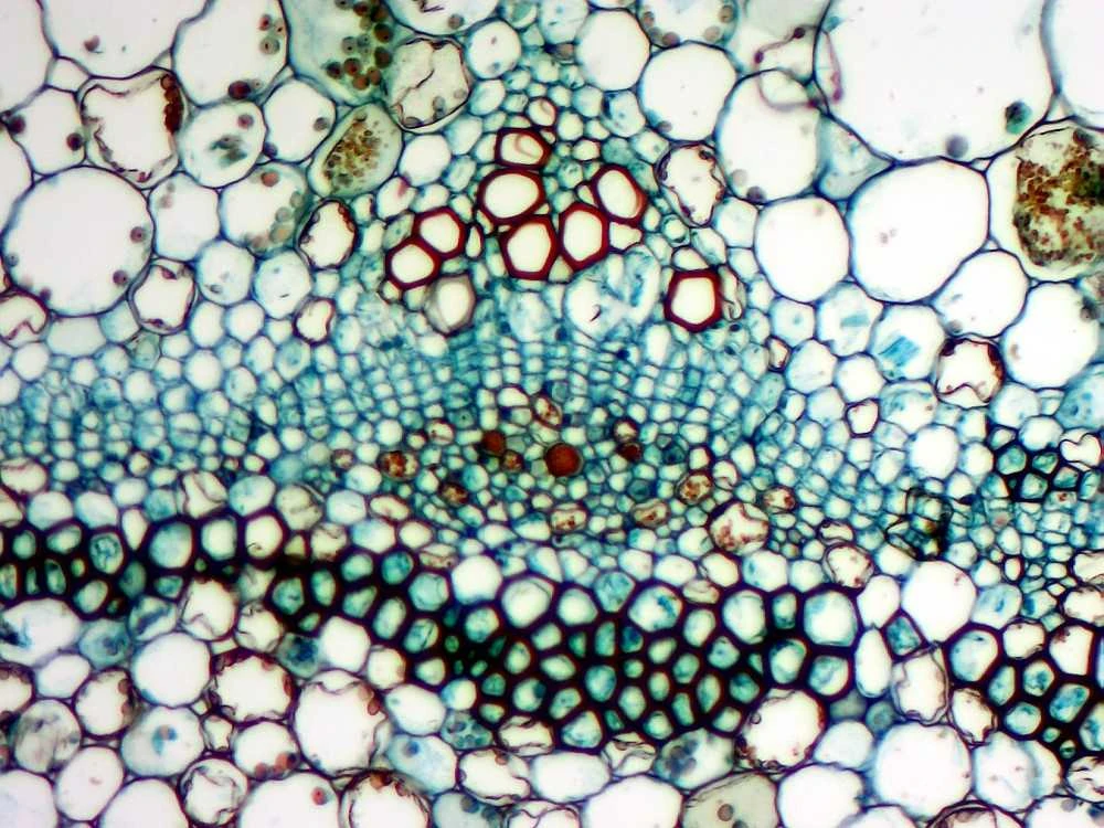 Deltaoptical Mikroskopo okuliaras-kamera 5 Mpix