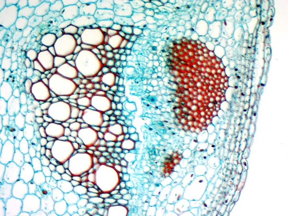 Deltaoptical Mikroskopo okuliaras-kamera 5 Mpix
