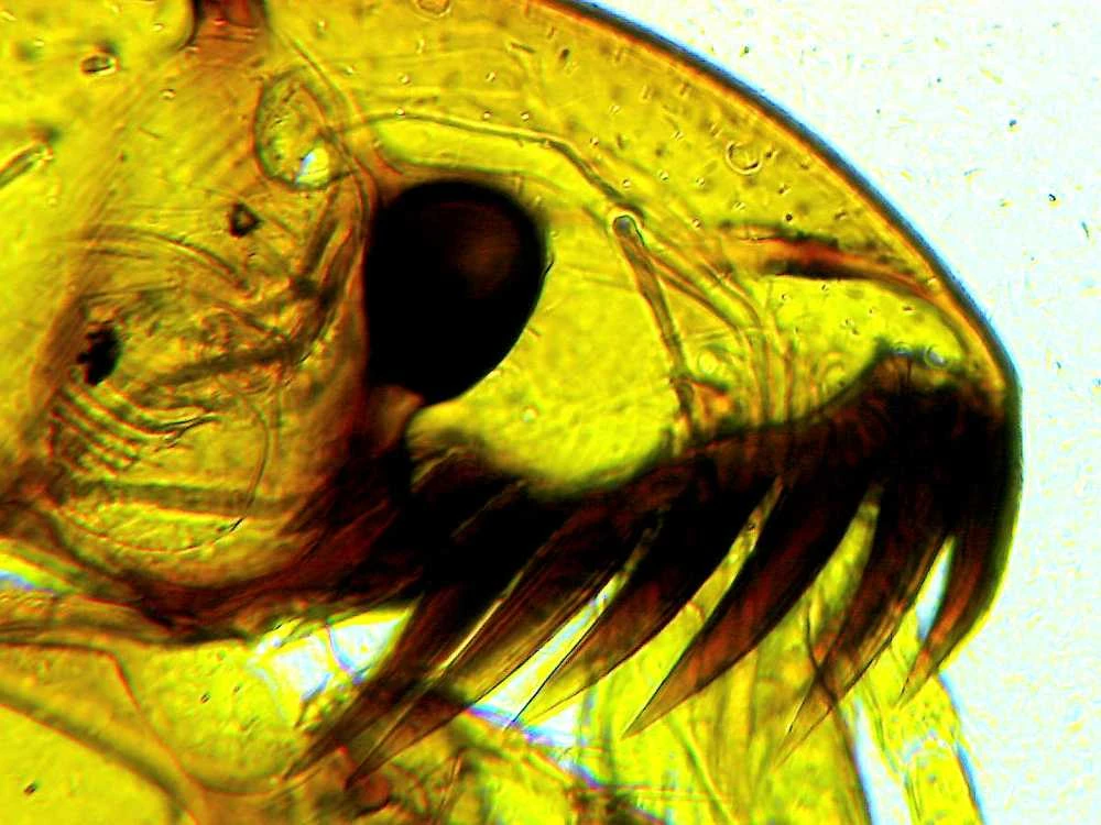 Deltaoptical Mikroskopas Biolight 300 su video kamera