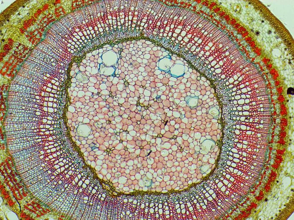 Deltaoptical Mikroskopas Biolight 300 su video kamera