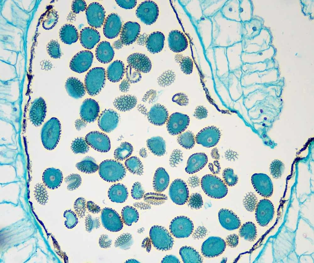 Mikroskopas Nexcope NE610