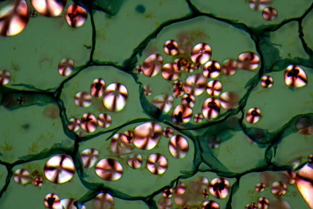 Mikroskopas Nexcope NE610