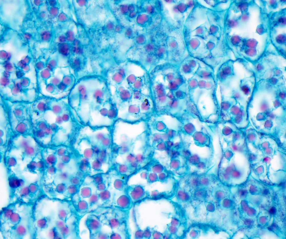 Mikroskopas Nexcope NE610