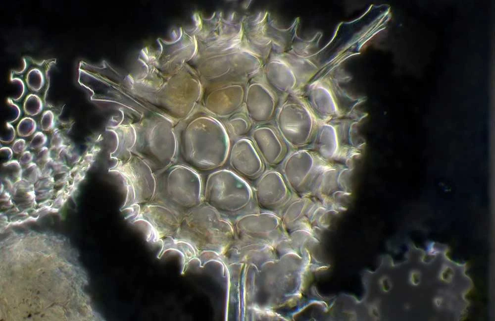 Nexcope NE620 mikroskopas