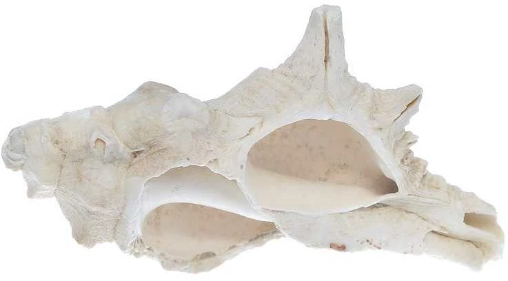 Mikroskopas Deltaoptical Binokuliarinė lupa Discovery 50