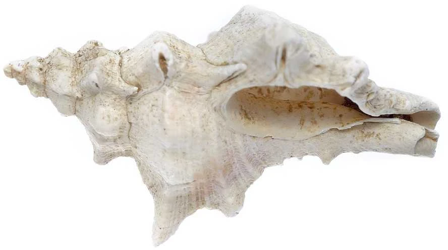 Mikroskopas Deltaoptical Binokuliarinė lupa Discovery 50