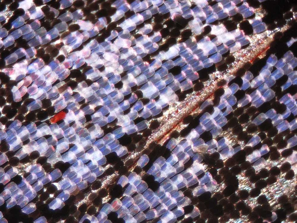 Mikroskopas Deltaoptical Binokuliarinė lupa Discovery 50
