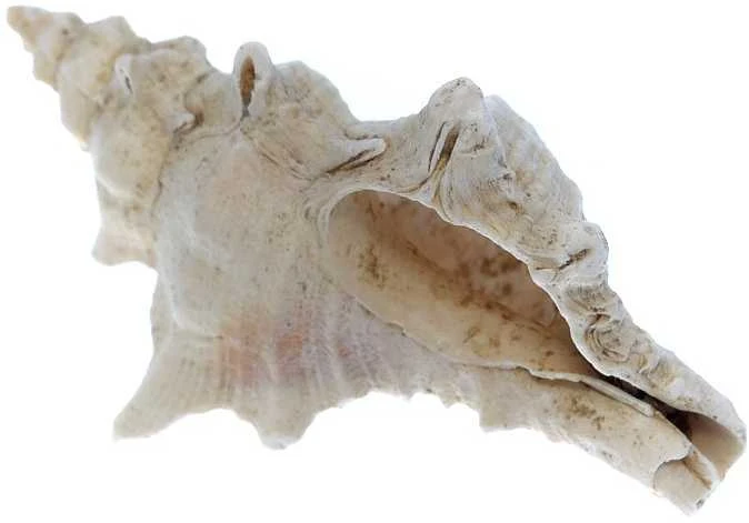 Mikroskopas Deltaoptical Binokuliarinė lupa Discovery 50