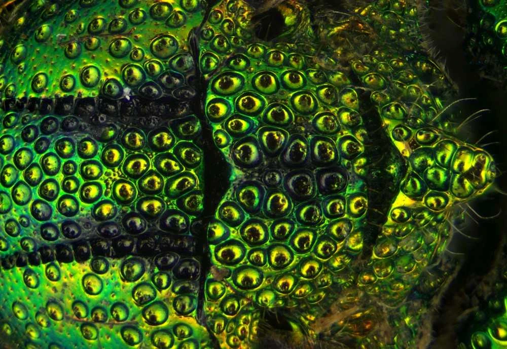 Mikroskopas Deltaoptical Binokuliarinė lupa Discovery 90