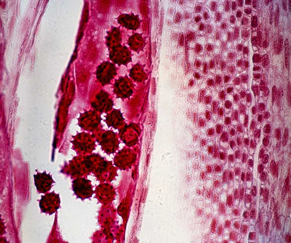 Deltaoptical Mikroskopas ProteOne