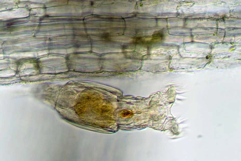 Deltaoptical Mikroskopas ProteOne