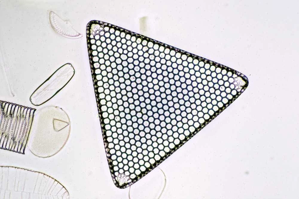 Deltaoptical Mikroskopas ProteOne