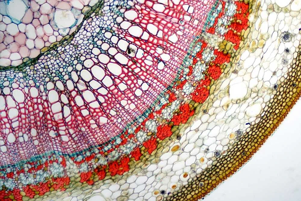 Deltaoptical Mikroskopas ProteOne