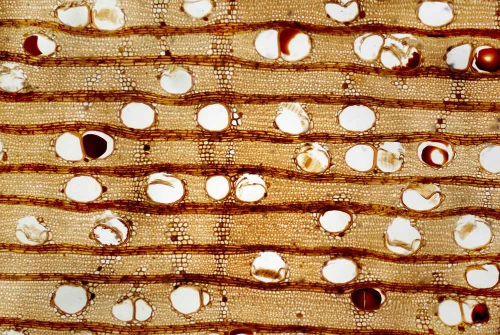 Deltaoptical Mikroskopas ProteOne