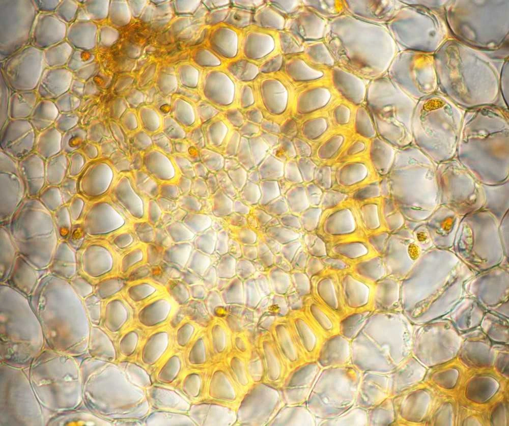Deltaoptical Mikroskopas ProteOne