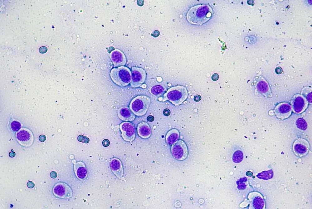 Deltaoptical Mikroskopas ProteOne