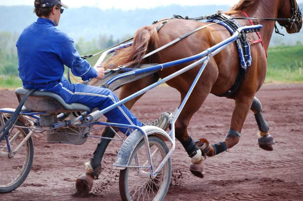 POLAR EQUINE diržas žirgui