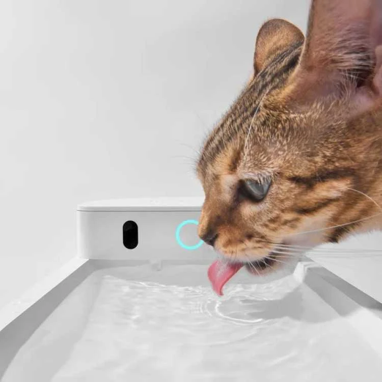Vandens fontanas augintiniams Catlink Pure 3