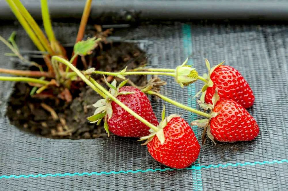 Agrotekstilė Agrotekstilė juoda 160 x 5000 cm 70 g/m²