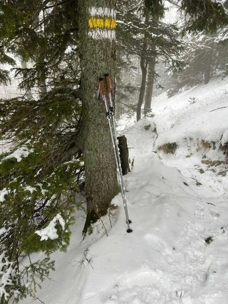 Žygio lazdos Reguliuojamos 5 dalių ACRA kamštinė rankena 115-135 cm